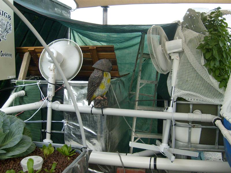 S6303326 (Medium).JPG