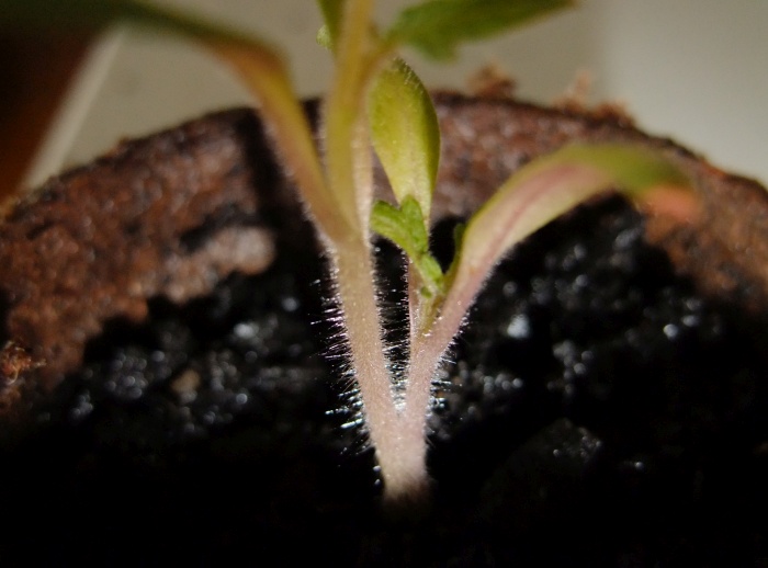 cutting graft and root.jpg