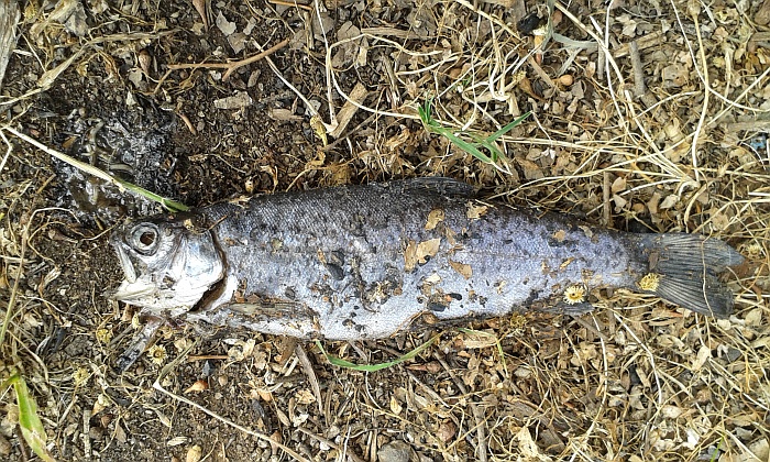 what you doing fish.jpg