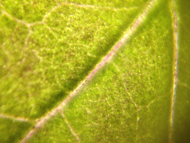 Tomato Leaf Rust.JPG