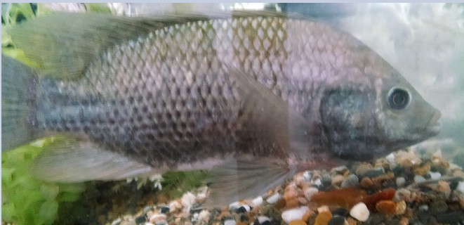 sick tilapia.jpg