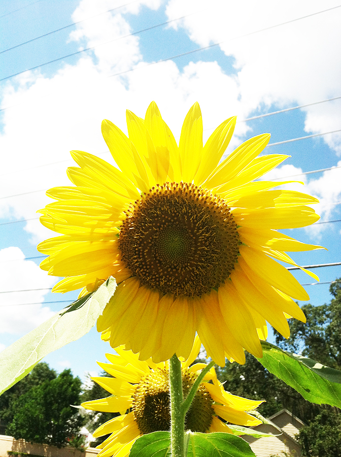 sunflower01.jpg