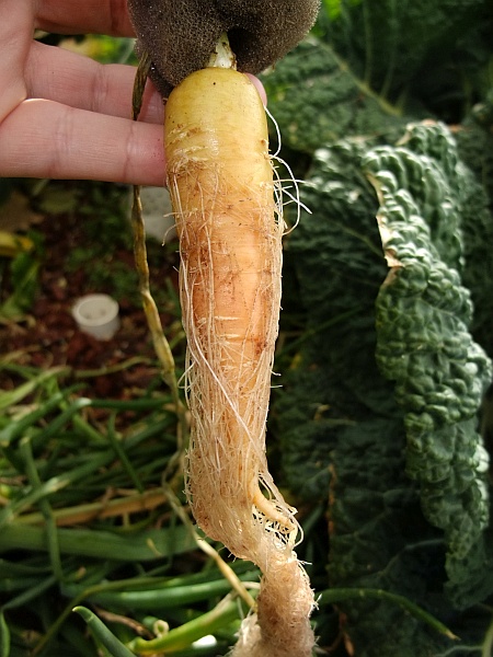 little carrot with a sunny disposition.jpg