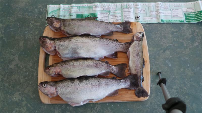 Trout harvest Oct 2014 (Medium).JPG