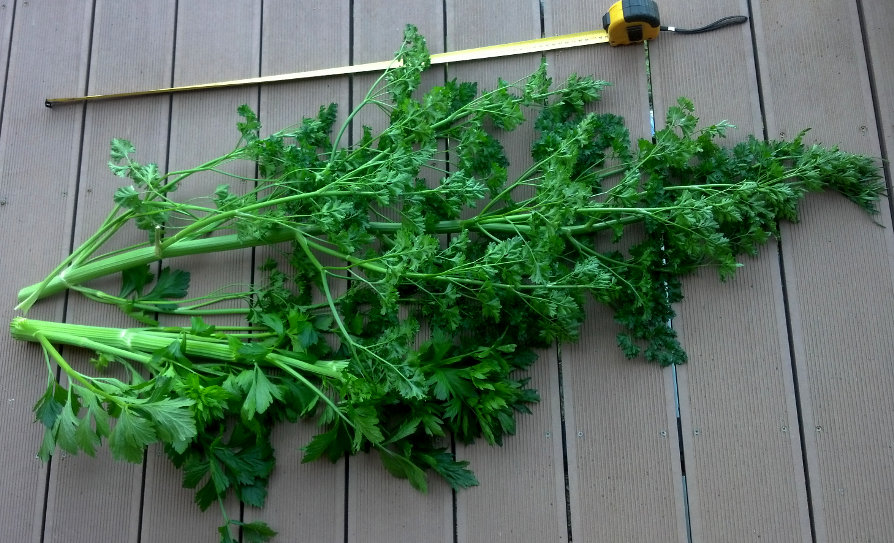 Parsley-Celery20141018.jpg