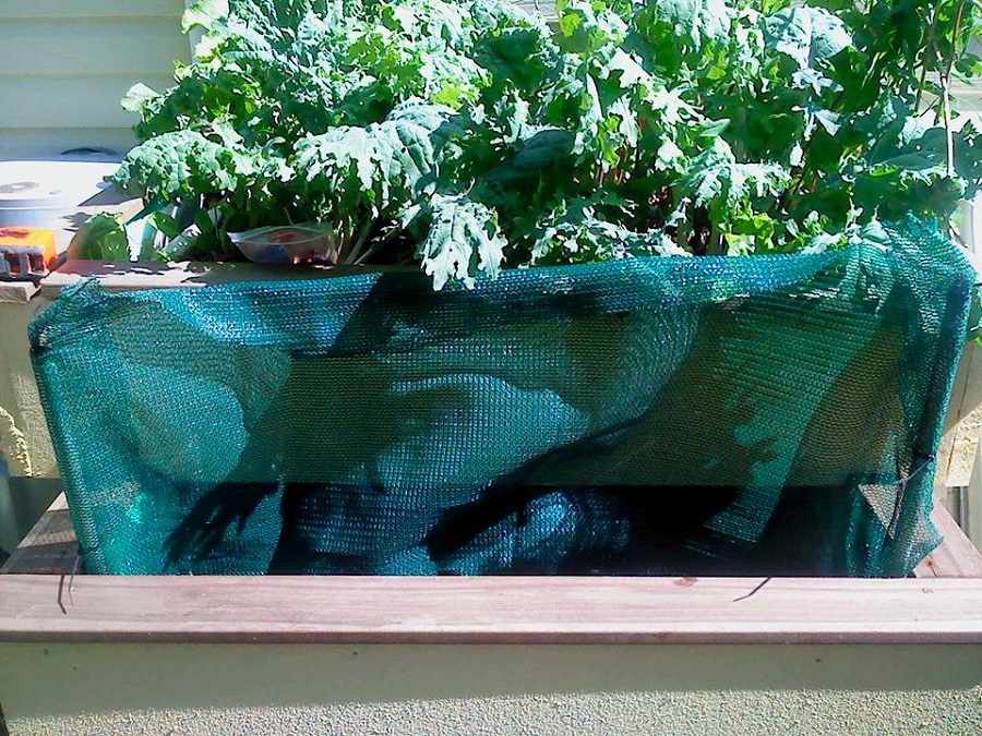 roughed up net in FT.jpg