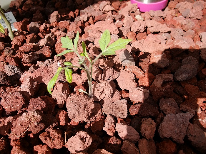 random tomato seedling.jpg