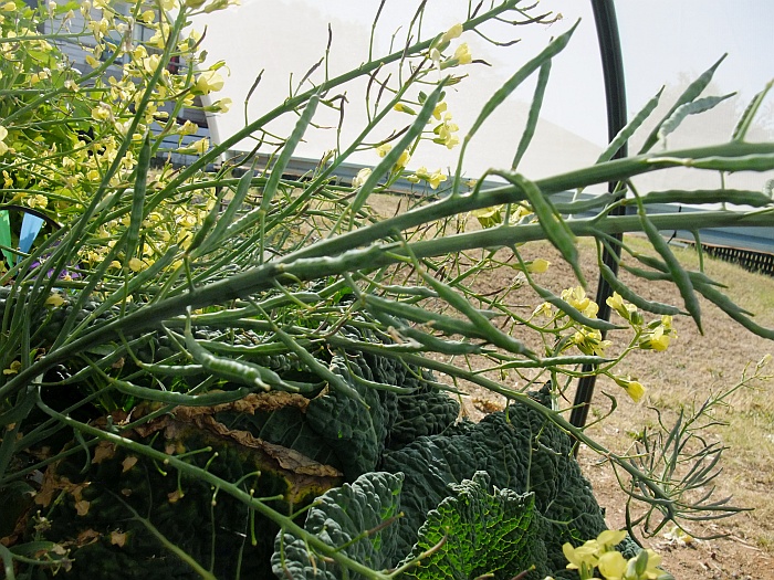 purple broccoli seed pods.jpg