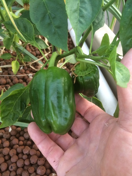 IMG_1491 resized.jpg