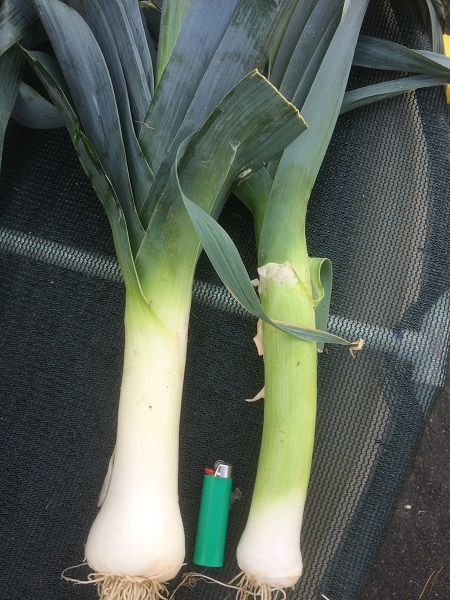 IMG_1490 resized.jpg