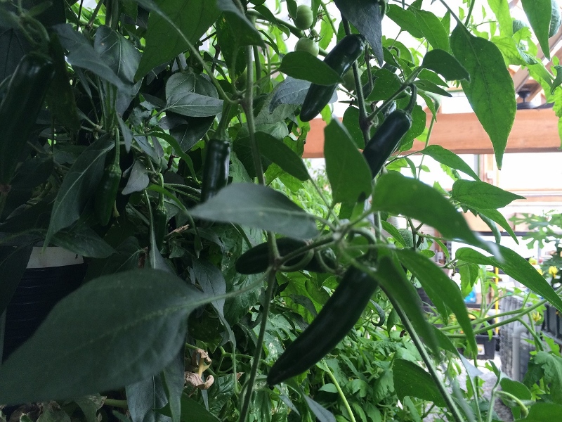 GH103114_3 (800x600).jpg