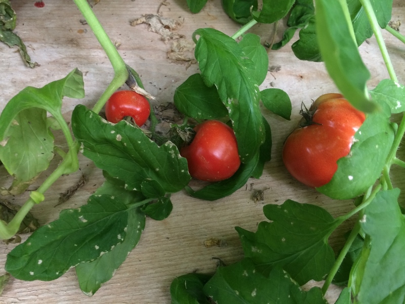 GH103114_2 (800x600).jpg