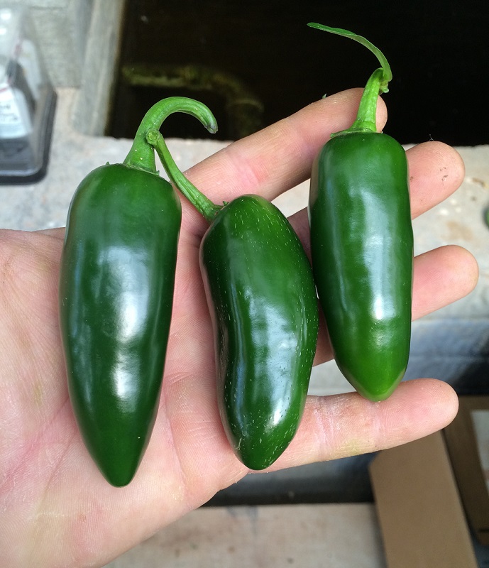 GH103114_4 (689x800).jpg