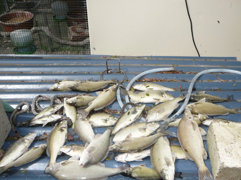 fish kill 4.jpg
