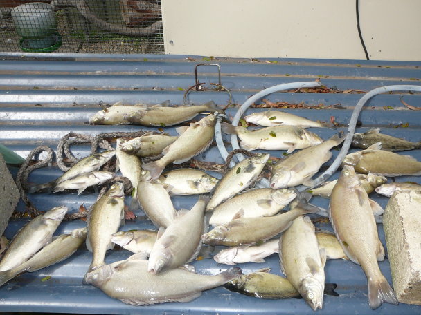 fish kill 1.jpg