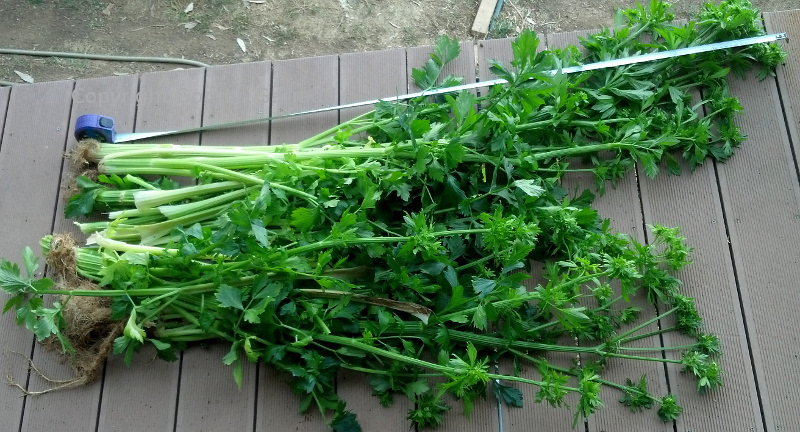 Celery1.5m-20141102.jpg