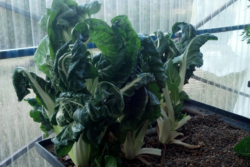 Silverbeet20141102.jpg