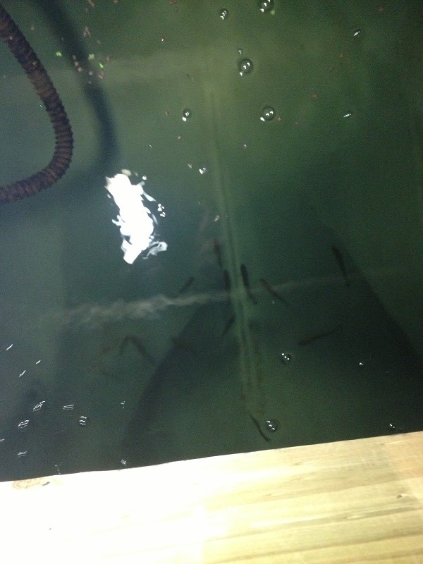 1.11.14 Day 2 SPa.jpg