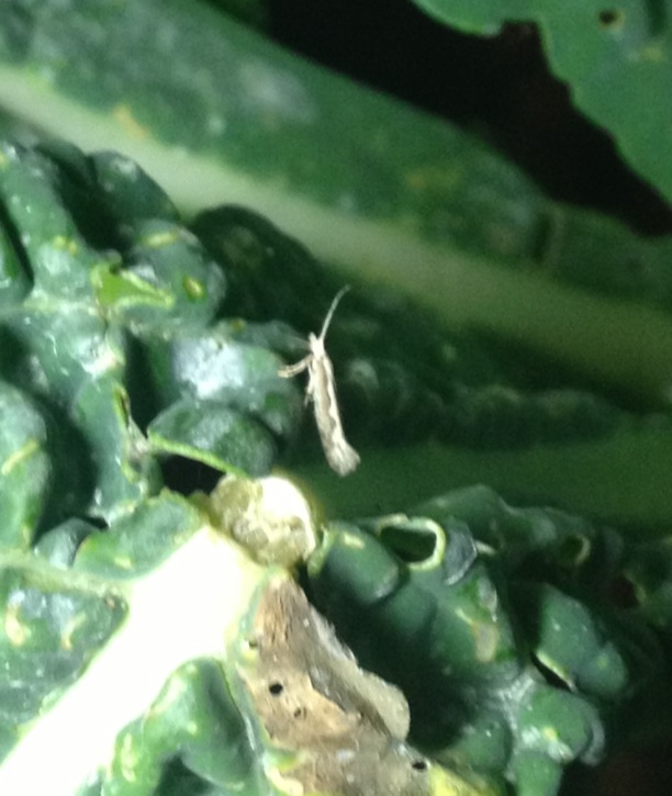 Little White Mothy.JPG