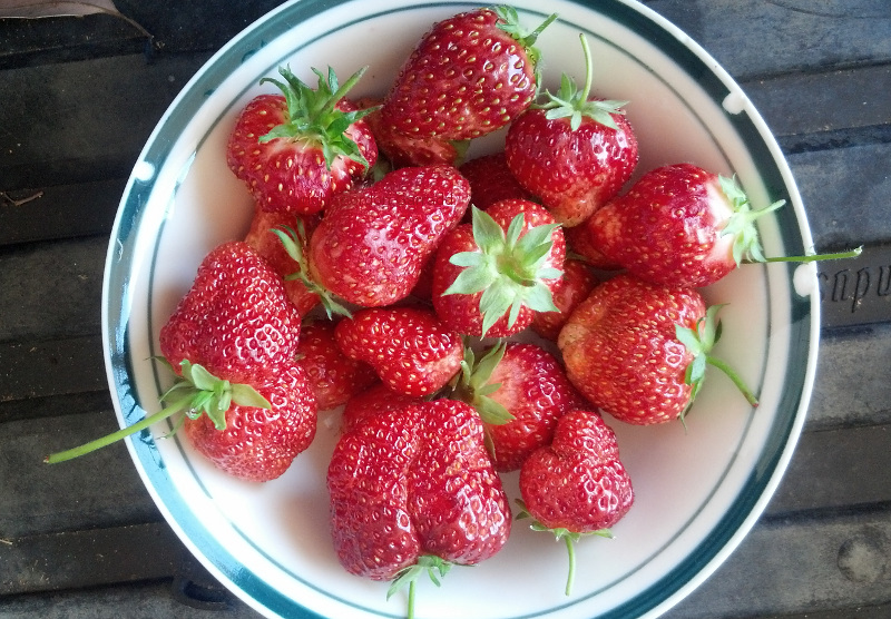 Strawberries20141110.jpg