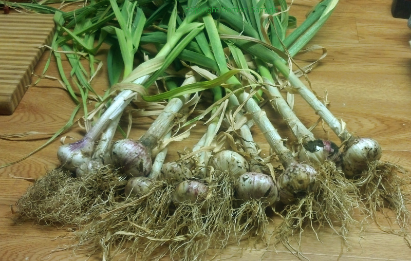 Garlic20141116.jpg