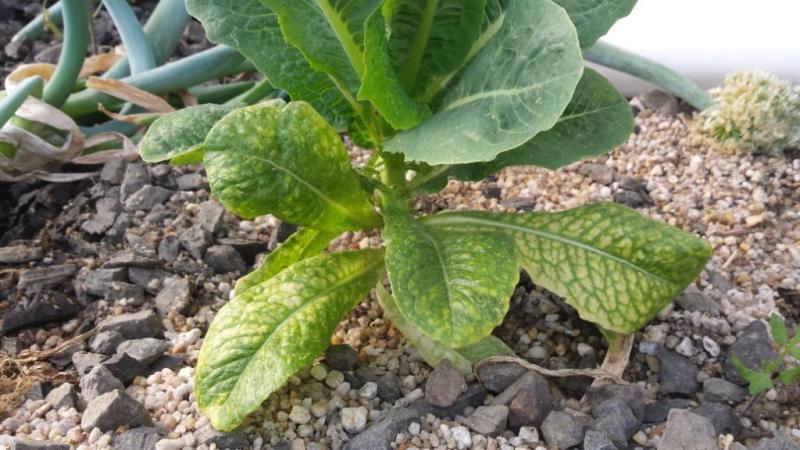 Lettuce Deficiency.jpg