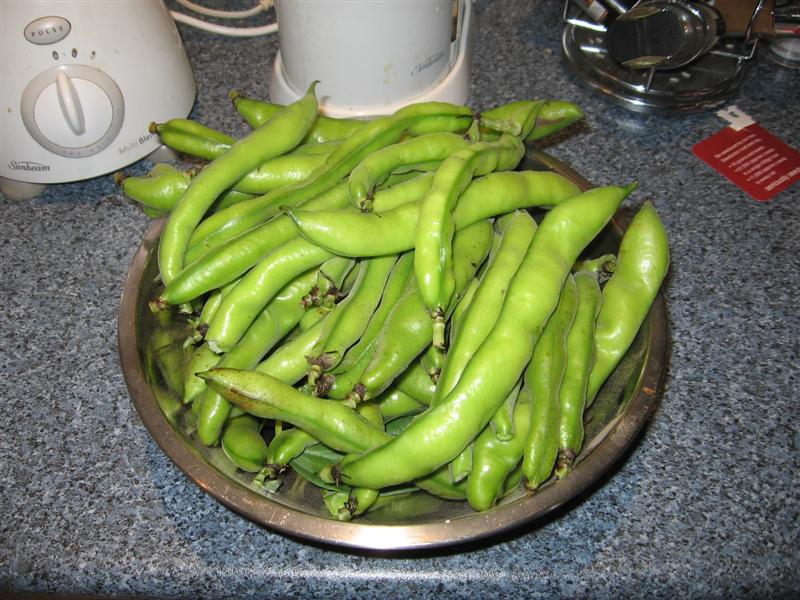 Broad beans Nov 07 001.jpg