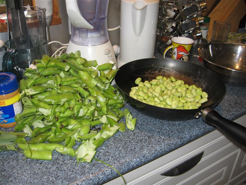 Broad beans Nov 07 003.jpg
