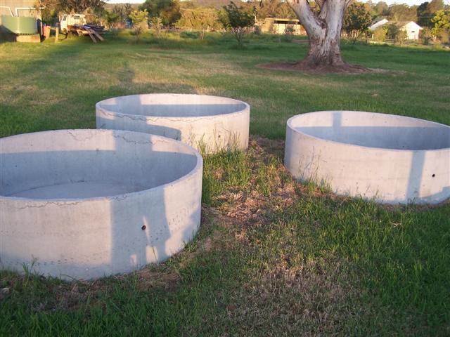 tree beard 002 (Small).JPG