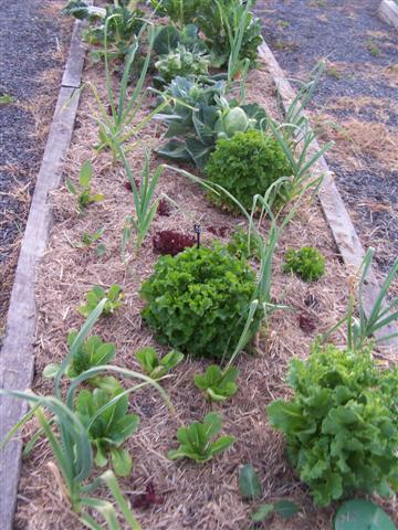 tree beard 009 (Small).JPG