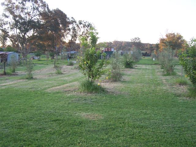 tree beard 011 (Small).JPG