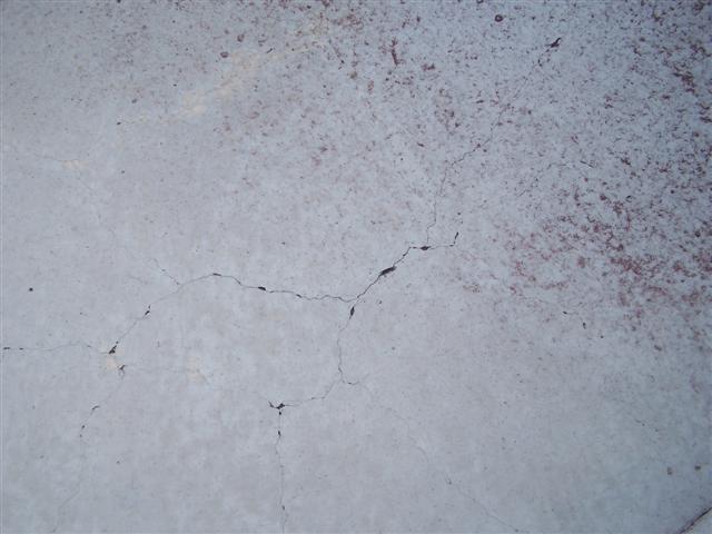 tree beard 004 (Small).JPG