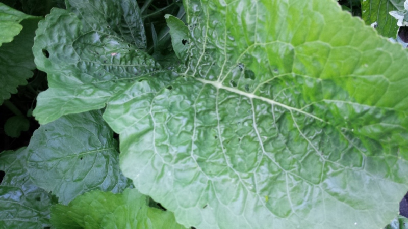 Horse Raddish Mg and Ca.jpg