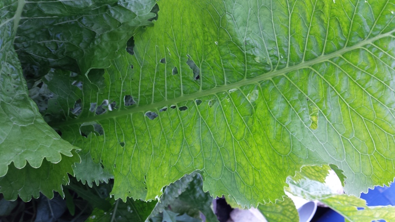 Horse Raddish Mg.jpg