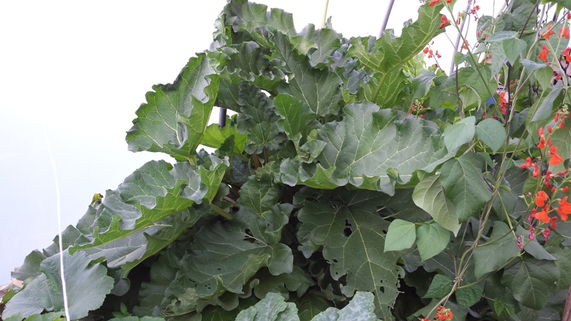 Rhubarb FnD.jpg