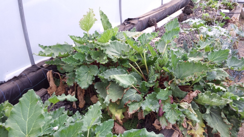 Rhubarb CF.jpg