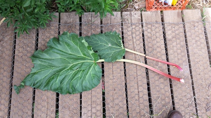 Rhubarb Leaves CFwCFd v CFwFnD.jpg