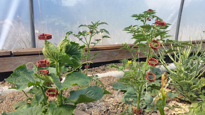 Daily growth 02122014.jpg