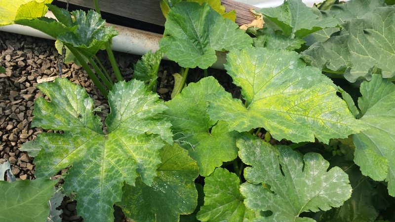 Zuc deficiency 1.jpg