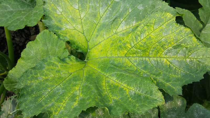 Zuc Deficiency 1 CU.jpg