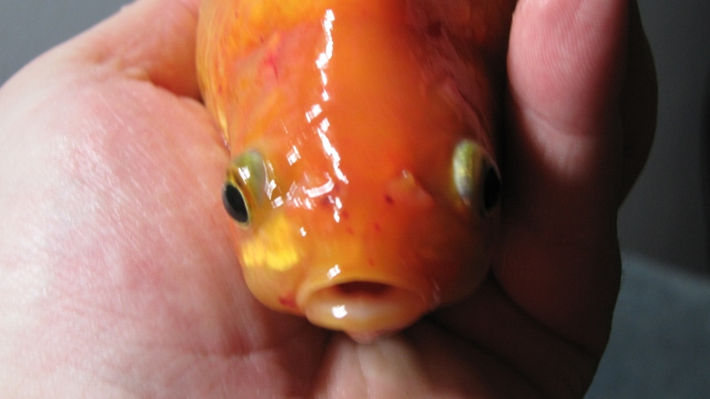 IMG_1015 (800x450).jpg