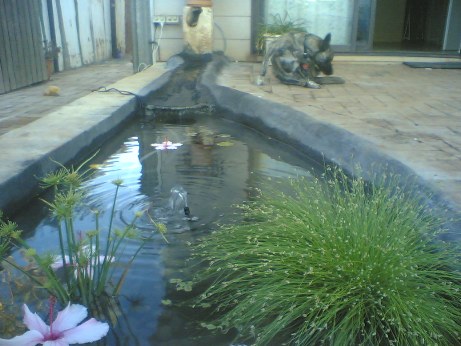 Overall photo of the pond.jpg
