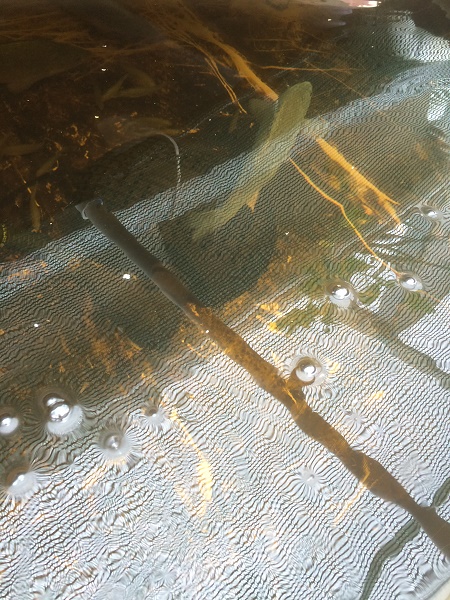 IMG_1772 resized.jpg