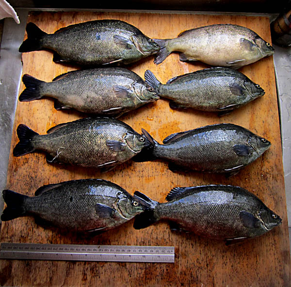 8 plump fishes.jpg