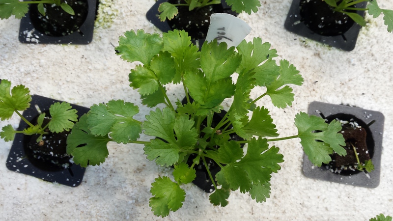 Better but still a little K and Mg def.jpg