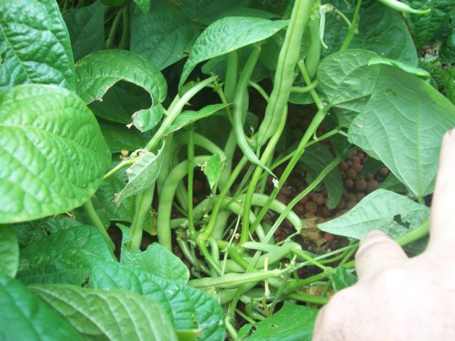 Bush Beans.jpg