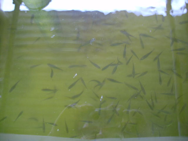 300 NEW SP'S 12-12-14.JPG