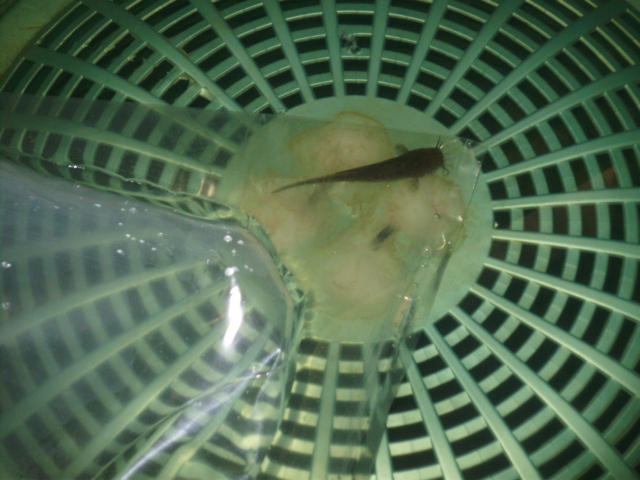 15 NEW CATS 12-12-14.JPG