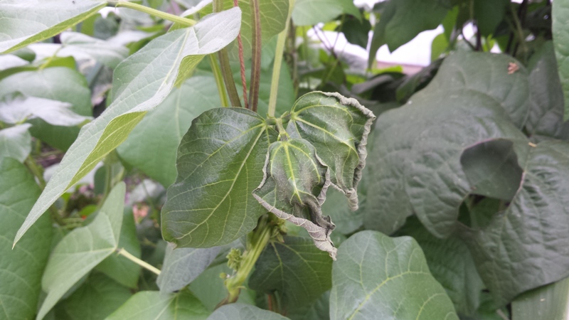 Bean leaf die back.jpg