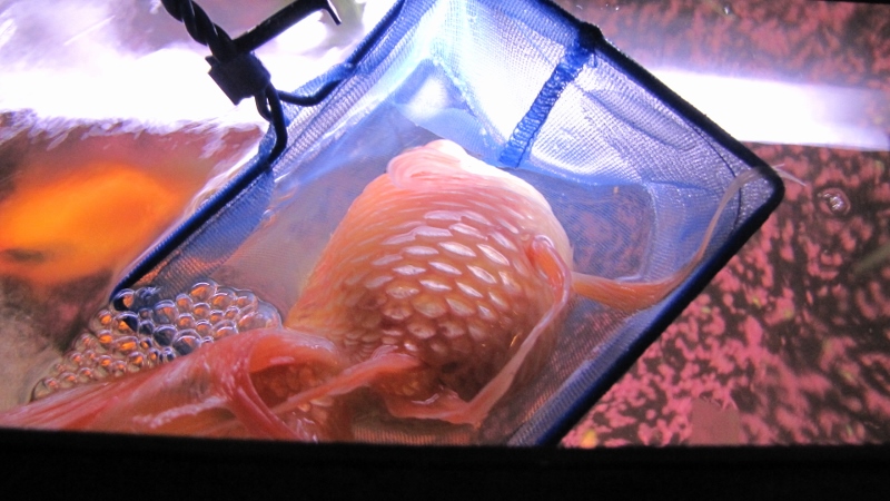 IMG_1029 (800x450).jpg